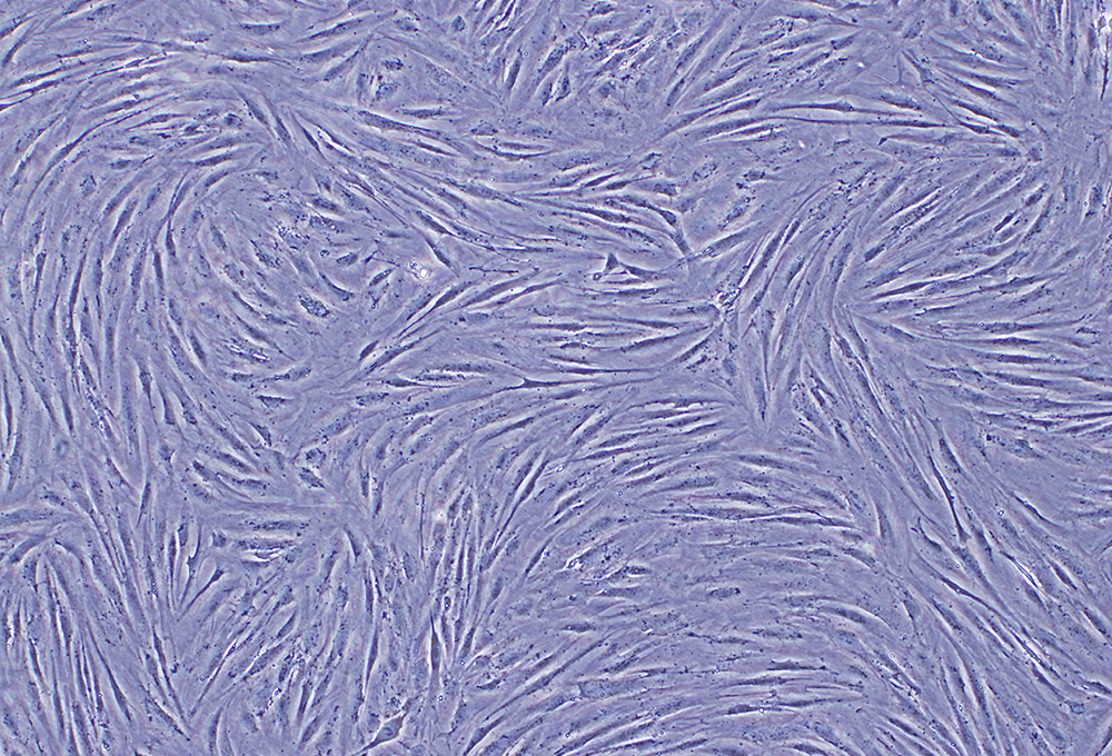 細胞　イメージ画像